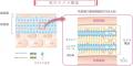 「石鹸で落ちる」の常識を覆す新スキンケア提案 「石鹸で落ちる」の常識を覆す新スキンケア提案