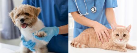 保険金請求が多いペットの傷病ランキング2025 保険金請求が多いペットの傷病ランキング2025