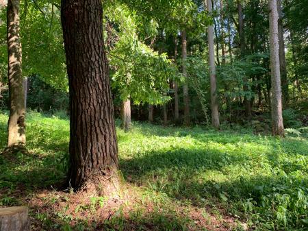 岩手県奥州市江刺にforenta新エリア 北上山地の広大な 岩手県奥州市江刺にforenta新エリア 北上山地の広大な