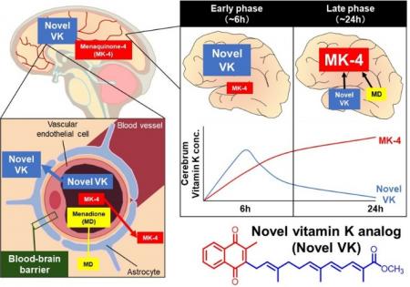 芝浦工大、脳神経再生に効果が期待されるビタミutf-8 芝浦工大、脳神経再生に効果が期待されるビタミutf-8