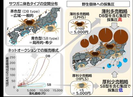 「色」で決まるサワガニの売り方 オンライン取utf-8 「色」で決まるサワガニの売り方 オンライン取utf-8