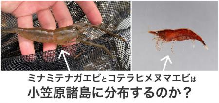 小笠原諸島に淡水エビ類は何種 定説10種を野外utf-8 小笠原諸島に淡水エビ類は何種 定説10種を野外utf-8