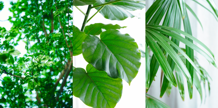 【parkERs】心理的効果を狙った「室内緑化」が実験的 【parkERs】心理的効果を狙った「室内緑化」が実験的