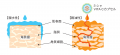 毎日たった5分で毛穴*²つるん、集中透明感*³ケア。ビ 毎日たった5分で毛穴*²つるん、集中透明感*³ケア。ビ