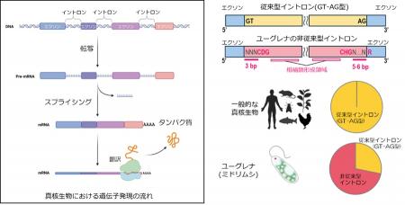 【横浜市立大学】ユーグレナにおけるイントロンutf-8 【横浜市立大学】ユーグレナにおけるイントロンutf-8