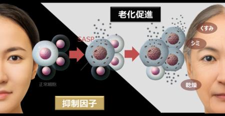 老化の連鎖を制御
~肌老化を加速させるSASPのutf-8 老化の連鎖を制御
~肌老化を加速させるSASPのutf-8