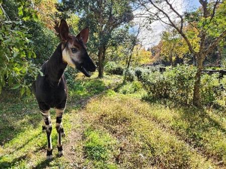 けいきゅうキッズチャレンジ 金沢動物園でたのutf-8 けいきゅうキッズチャレンジ 金沢動物園でたのutf-8