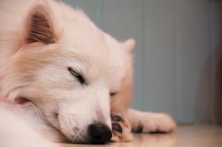 犬の睡眠時間ってどれくらい?安眠できる環境を作るポ 犬の睡眠時間ってどれくらい?安眠できる環境を作るポ