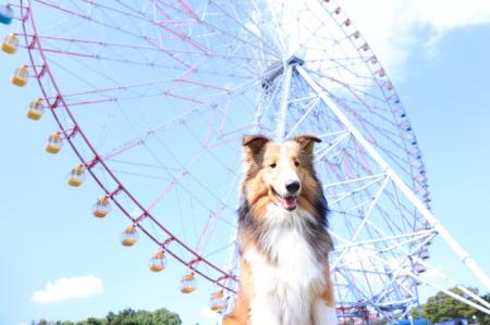 愛犬と一緒に遊園地アトラクションを楽しめる「ワンち 愛犬と一緒に遊園地アトラクションを楽しめる「ワンち