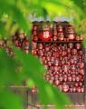 【勝尾寺】大阪・関西万博の会期中、全世界“201ヶ国・ 【勝尾寺】大阪・関西万博の会期中、全世界“201ヶ国・