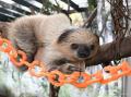 忙しい日々に、ちょっと“ナマケモノ時間” ナマケモノ 忙しい日々に、ちょっと“ナマケモノ時間” ナマケモノ