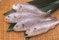 すべてに“一番”を尽くした、最高級かまぼこ御蒲鉾「一 すべてに“一番”を尽くした、最高級かまぼこ御蒲鉾「一