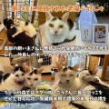 「尊厳ある猫生」を実現するために、“命を救う”その先 「尊厳ある猫生」を実現するために、“命を救う”その先