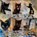 「尊厳ある猫生」を実現するために、“命を救う”その先 「尊厳ある猫生」を実現するために、“命を救う”その先