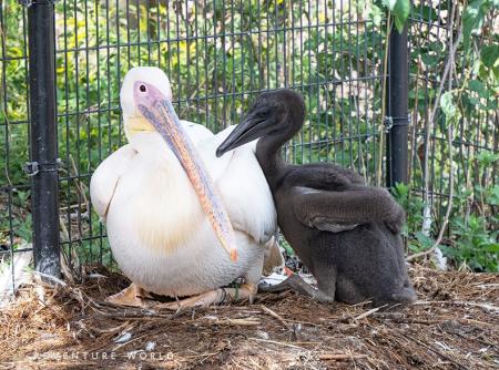 鳥たちの自然育雛に挑む、新たないのちの舞台「BIRDTO 鳥たちの自然育雛に挑む、新たないのちの舞台「BIRDTO