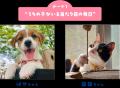ペット写真6万件超!「うちの子フォトコンテスト2025 ペット写真6万件超!「うちの子フォトコンテスト2025