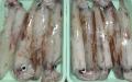 【ホテル日航大阪】中国料理「桃李」魚介類の釣り船直 【ホテル日航大阪】中国料理「桃李」魚介類の釣り船直