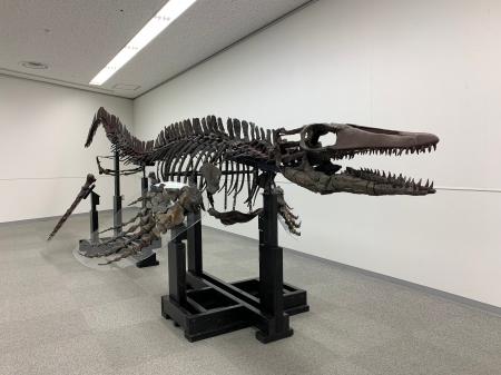ワカヤマソウリュウロボットプロジェクト 「よみがえ ワカヤマソウリュウロボットプロジェクト 「よみがえ