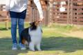 愛犬との毎日をもっと楽しく、もっと健やかに。“ごほ 愛犬との毎日をもっと楽しく、もっと健やかに。“ごほ