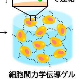【甲南大学】革新的な再生医療技術を開発! 生体utf-8 【甲南大学】革新的な再生医療技術を開発! 生体utf-8