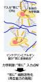 【甲南大学】革新的な再生医療技術を開発! 生体utf-8 【甲南大学】革新的な再生医療技術を開発! 生体utf-8