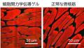 【甲南大学】革新的な再生医療技術を開発! 生体utf-8 【甲南大学】革新的な再生医療技術を開発! 生体utf-8