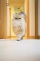 2026年2月22日「猫の日」は、再びCREAとBSテレ東が 2026年2月22日「猫の日」は、再びCREAとBSテレ東が