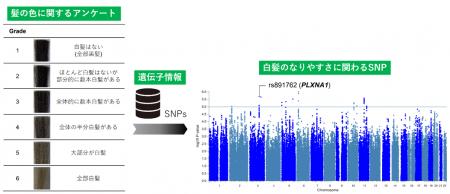 日本人大規模ゲノム解析により白髪関連遺伝子PLXNA1を 日本人大規模ゲノム解析により白髪関連遺伝子PLXNA1を