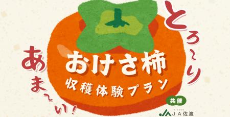 【佐渡汽船】JA佐渡と連携した「おけさ柿 収穫体験プ 【佐渡汽船】JA佐渡と連携した「おけさ柿 収穫体験プ
