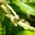 栗蜂蜜とメープルシロップで造る“新しい蜂蜜酒”「栗の 栗蜂蜜とメープルシロップで造る“新しい蜂蜜酒”「栗の