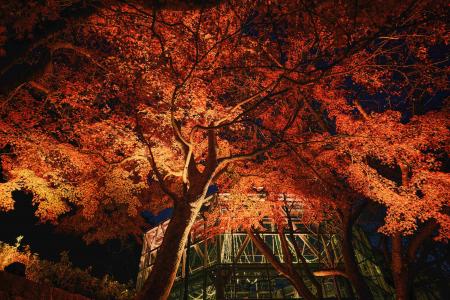 紅葉×クリスマスがコラボする唯一の場所「神戸布utf-8 紅葉×クリスマスがコラボする唯一の場所「神戸布utf-8