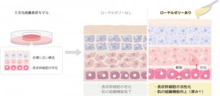 第35回国際化粧品技術者会連盟(IFSCC)大会で発表 第35回国際化粧品技術者会連盟(IFSCC)大会で発表