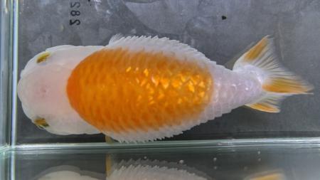 キンギョにおける”松かさ病”について、原因菌の特定と キンギョにおける”松かさ病”について、原因菌の特定と