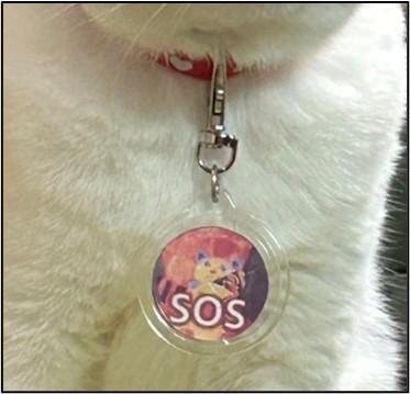 迷子猫を一頭でも減らし、飼い主が万が一の時でutf-8 迷子猫を一頭でも減らし、飼い主が万が一の時でutf-8