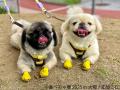 祝・10周年♪ぶひ可愛い“鼻ぺちゃ犬”が大阪に集結utf-8 祝・10周年♪ぶひ可愛い“鼻ぺちゃ犬”が大阪に集結utf-8