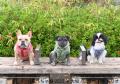 祝・10周年♪ぶひ可愛い“鼻ぺちゃ犬”が大阪に集結utf-8 祝・10周年♪ぶひ可愛い“鼻ぺちゃ犬”が大阪に集結utf-8