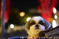 祝・10周年♪ぶひ可愛い“鼻ぺちゃ犬”が大阪に集結utf-8 祝・10周年♪ぶひ可愛い“鼻ぺちゃ犬”が大阪に集結utf-8