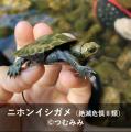 見つけて、撮って、未来へ遺す!「スマホでさがそう! 見つけて、撮って、未来へ遺す!「スマホでさがそう!