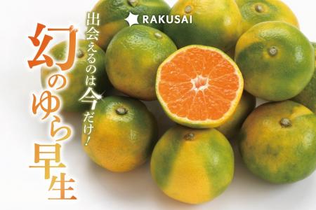 みかんシーズン到来!香川県産『ゆら早生みかん』が期 みかんシーズン到来!香川県産『ゆら早生みかん』が期