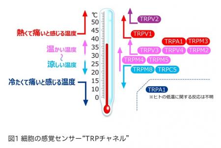 マンダム、細胞の感覚センサー「TRPチャネル」が環境 マンダム、細胞の感覚センサー「TRPチャネル」が環境