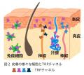 マンダム、細胞の感覚センサー「TRPチャネル」が環境 マンダム、細胞の感覚センサー「TRPチャネル」が環境