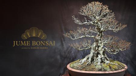 「JUME BONSAI 無垢 -MUKU-」、ウォルドーフ・アスト 「JUME BONSAI 無垢 -MUKU-」、ウォルドーフ・アスト