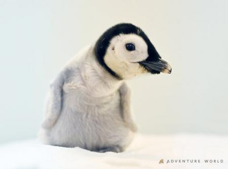 4年ぶり誕生のエンペラーペンギンの赤ちゃん 親鳥の 4年ぶり誕生のエンペラーペンギンの赤ちゃん 親鳥の