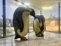 4年ぶり誕生のエンペラーペンギンの赤ちゃん 親鳥の 4年ぶり誕生のエンペラーペンギンの赤ちゃん 親鳥の