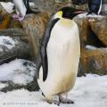 4年ぶり誕生のエンペラーペンギンの赤ちゃん 親鳥の 4年ぶり誕生のエンペラーペンギンの赤ちゃん 親鳥の
