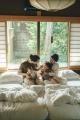 「雨の日をハレに」築150年の古民家宿 雨 ame nakasen 「雨の日をハレに」築150年の古民家宿 雨 ame nakasen