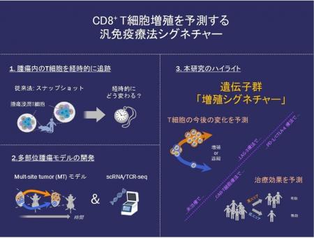 がん免疫療法の治療効果の鍵を握るT細胞増殖を予測す がん免疫療法の治療効果の鍵を握るT細胞増殖を予測す