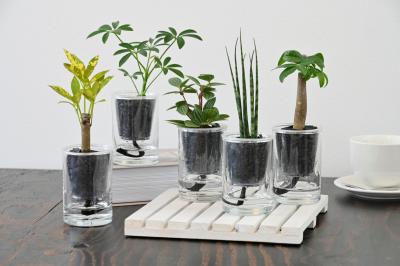「炭の樹(すみのき)」Makuakeで話題を呼んだインテリ 「炭の樹(すみのき)」Makuakeで話題を呼んだインテリ