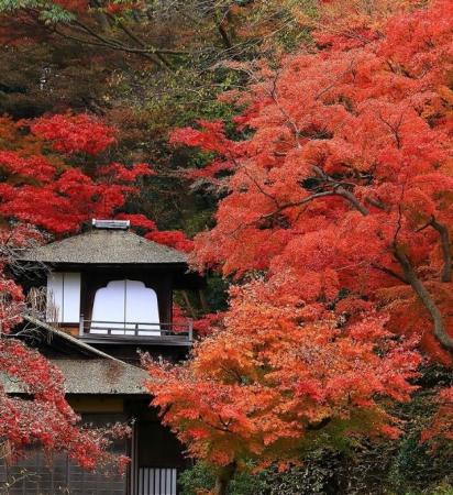 横浜・三溪園 紅葉の遊歩道開放~古建築と紅葉が織り 横浜・三溪園 紅葉の遊歩道開放~古建築と紅葉が織り