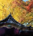 横浜・三溪園 紅葉の遊歩道開放~古建築と紅葉が織り 横浜・三溪園 紅葉の遊歩道開放~古建築と紅葉が織り